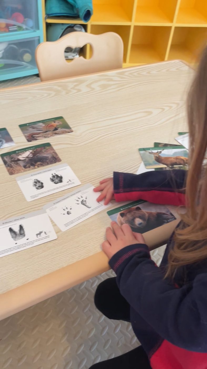 A child matches Maine animal photographs to their track cards