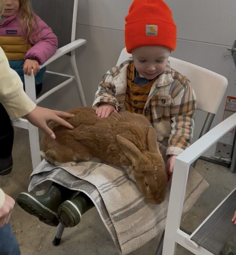A child gently pets an enormous rabbit resting on his lap during a farm visit